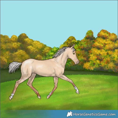 Horse Color:Silver Classic Champagne Dun 
