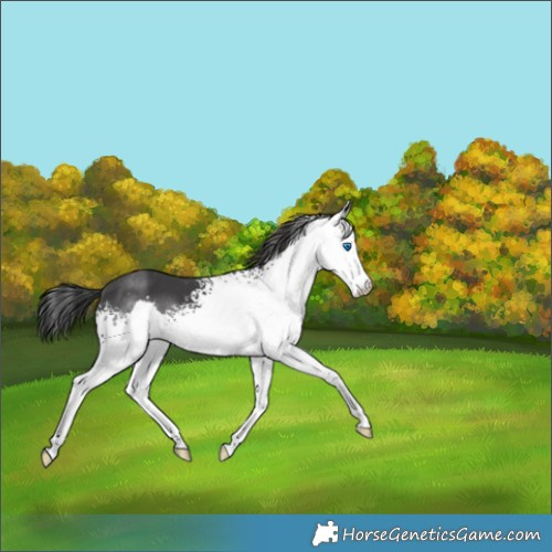 Horse Color:White Spotted Black Splash 