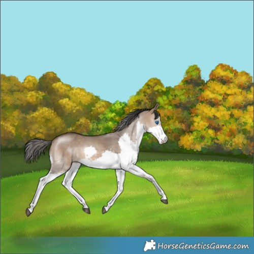 Horse Color:Brown Dun Splash 