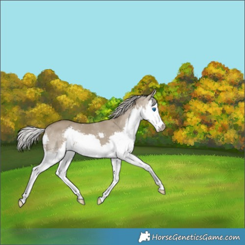 Horse Color:Silver Smoky Grullo Splash 