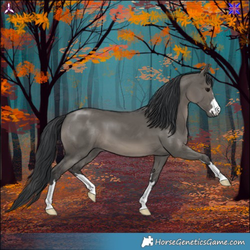 Horse Color:Grullo