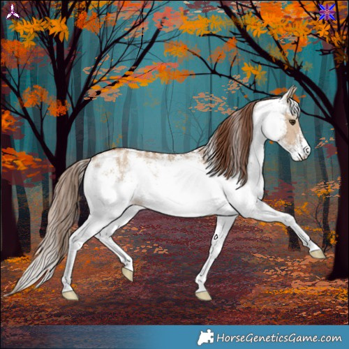 Horse Color:White Spotted Red Dun 