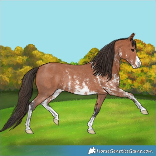 Horse Color:Bay Sabino Rabicano 