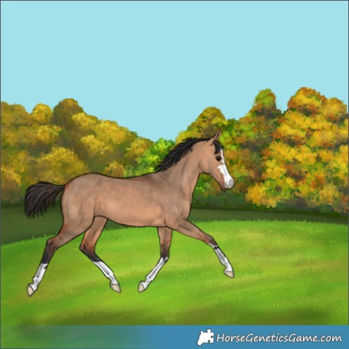 Horse Color:Bay Dun 