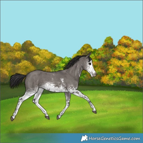 Horse Color:White Spotted Smoky Grullo Sabino 