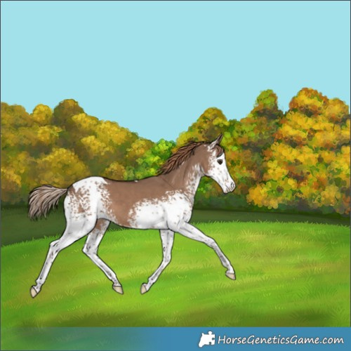 Horse Color:White Spotted Liver Red Dun Tobiano 