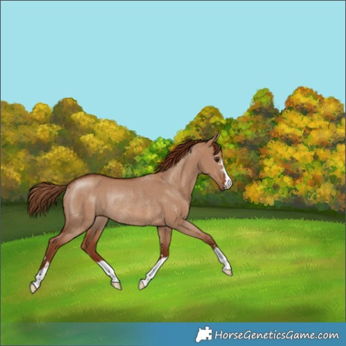 Horse Color:Red Dun Rabicano 