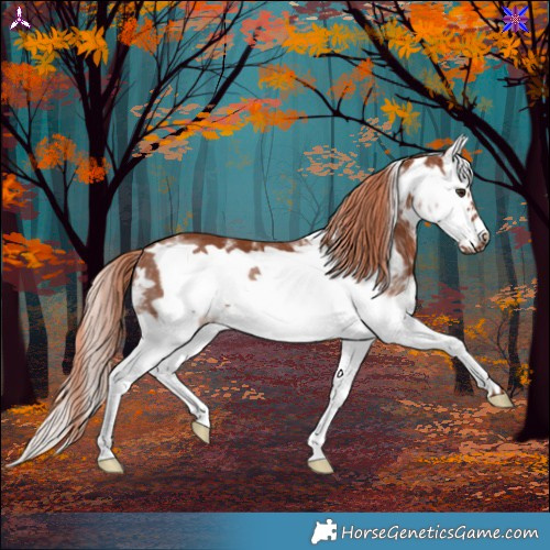 Horse Color:White Spotted Chestnut Splash Frame Rabicano 
