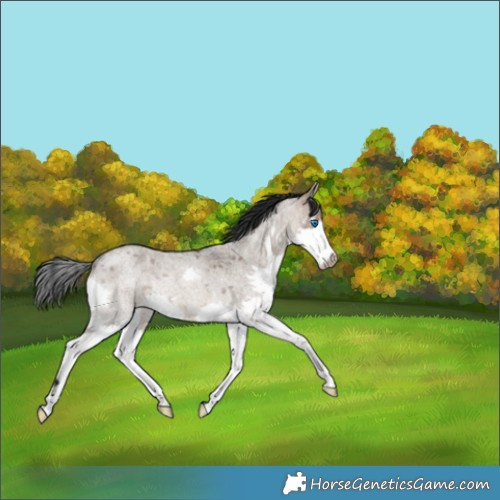 Horse Color:Brown Roan Dun Splash Rabicano 