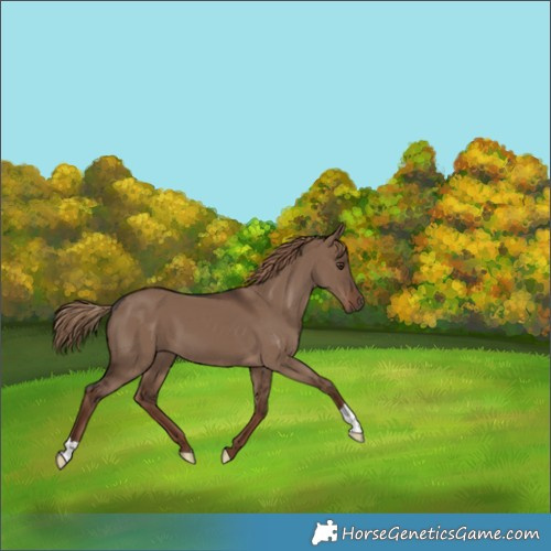 Horse Color:Liver Red Dun 