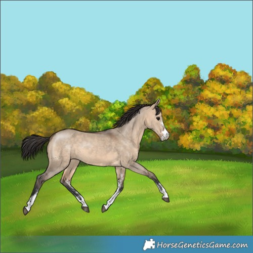 Horse Color:Brown Dun Sabino 