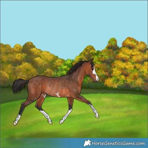 Horse Color:Bay Rabicano 