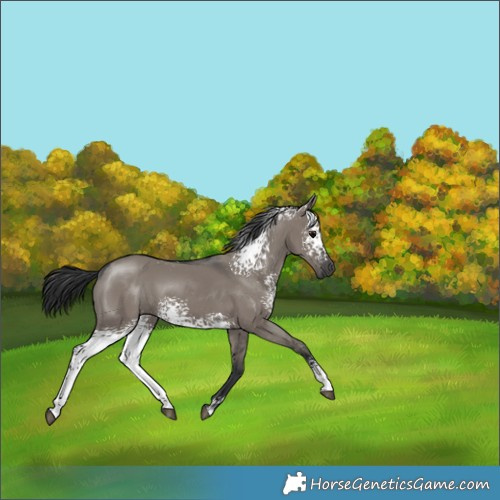 Horse Color:White Spotted Grullo 