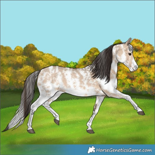 Horse Color:Bay Dun Sabino 