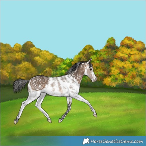 Horse Color:Brown Dun Sabino 