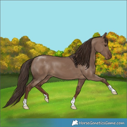 Horse Color:Liver Red Dun 