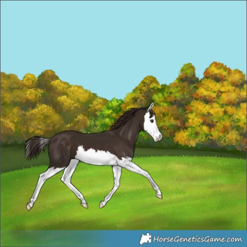 Horse Color:Liver Chestnut Splash 