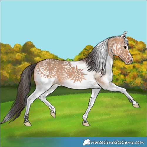 Horse Color:White Spotted Bay Dun 