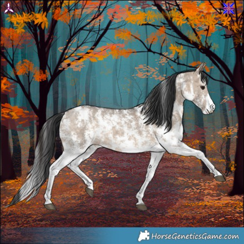 Horse Color:Brown Dun Sabino 