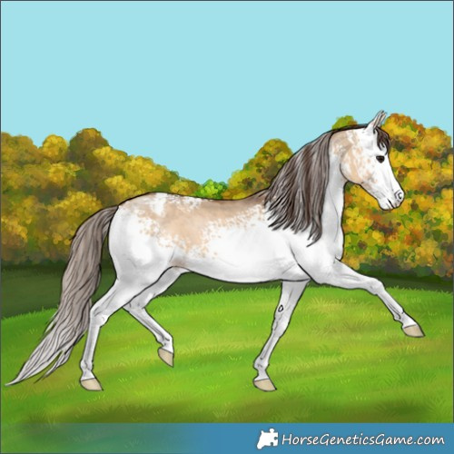 Horse Color:White Spotted Bay Dun Appaloosa 