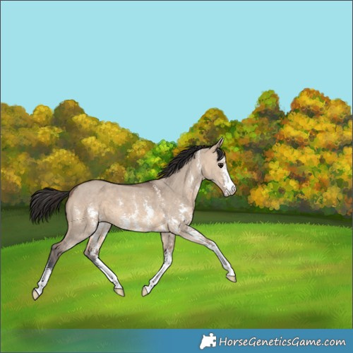 Horse Color:Brown Dun Sabino 