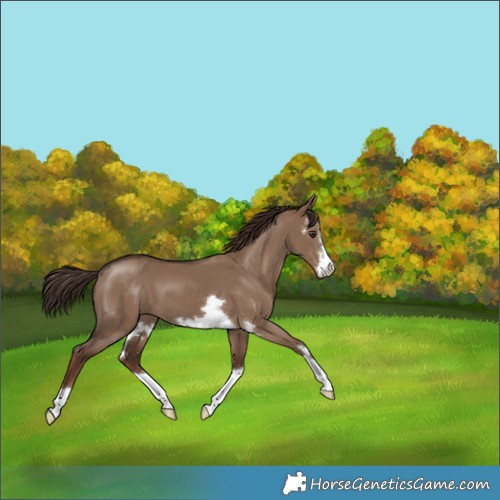 Horse Color:Liver Red Dun 