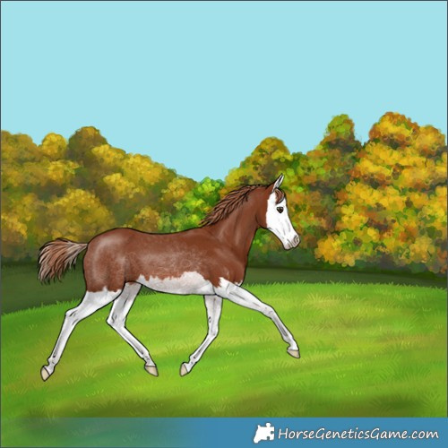 Horse Color:Chestnut Splash 