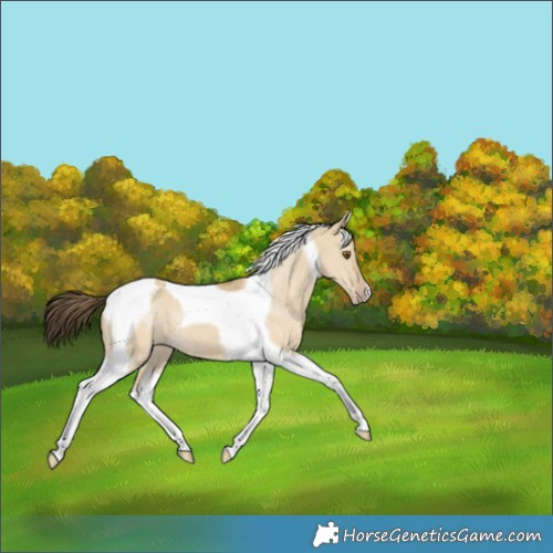 Horse Color:Classic Cream Champagne Dun Tobiano 