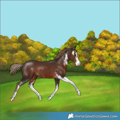 Horse Color:Liver Chestnut Sabino 