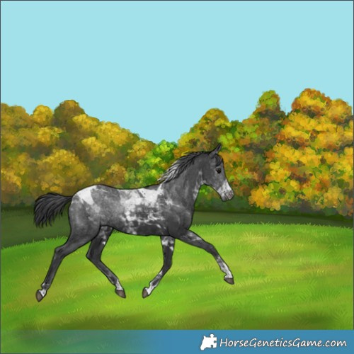 Horse Color:Black Tobiano 