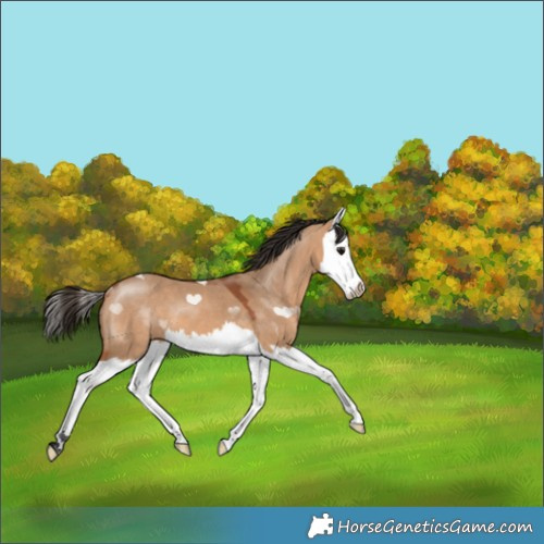 Horse Color:Bay Dun Splash 