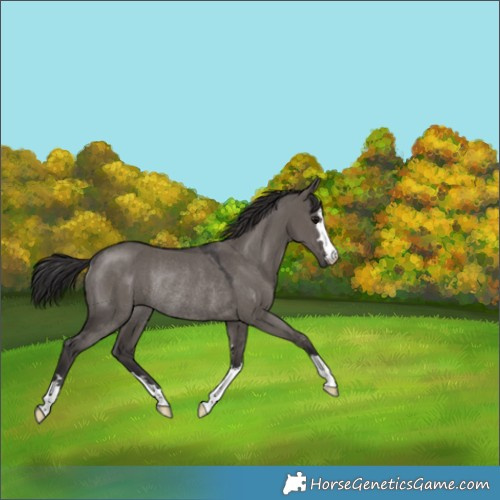 Horse Color:Smoky Grullo Rabicano 