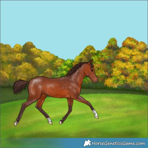 Horse Color:Chocolate Bay 