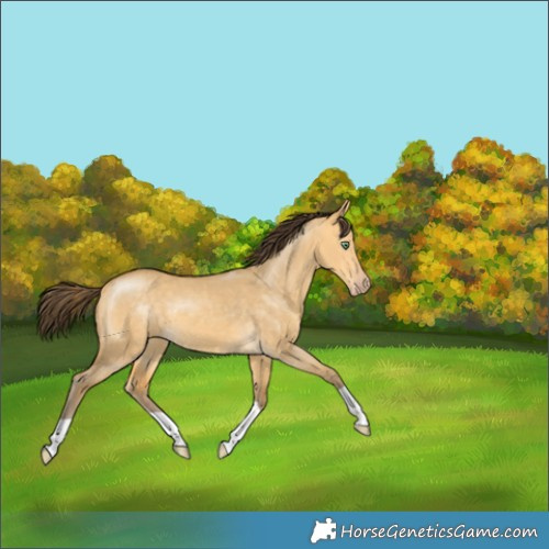 Horse Color:Amber Cream Champagne Dun 