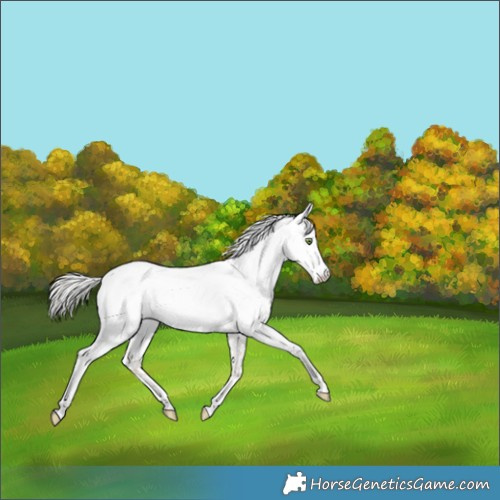 Horse Color:White Spotted Silver Amber Champagne Dun 