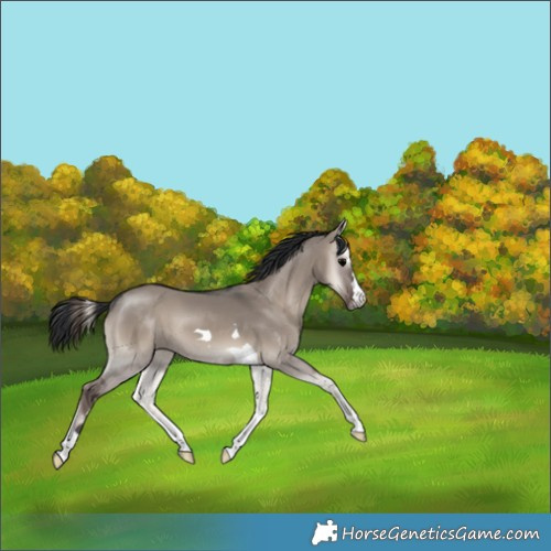 Horse Color:Grullo Onyx 