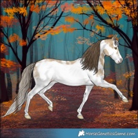 Horse Color:Classic Cream Champagne Sabino Splash Frame Rabicano 