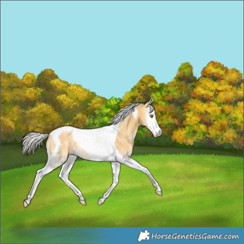 Horse Color:Silver Sable Cream Champagne Onyx Splash Tobiano Rabicano 