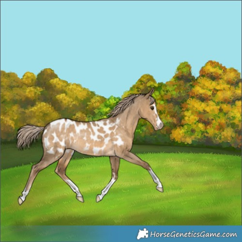 Horse Color:Chocolate Palomino Dun Appaloosa 