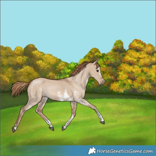 Horse Color:Red Dun Sabino 