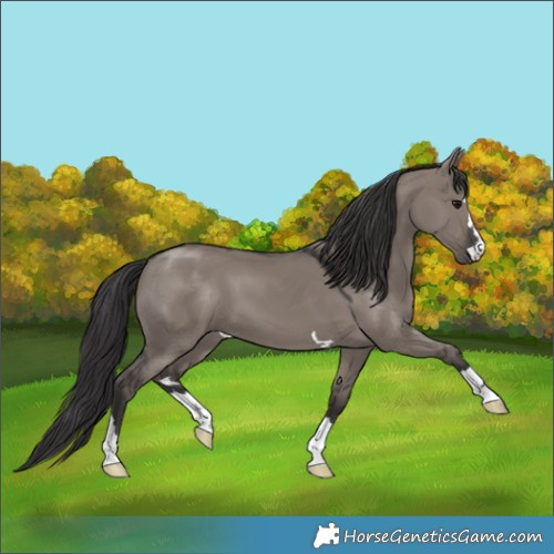Horse Color:Smoky Grullo 