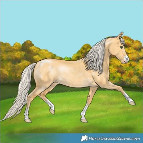Horse Color:Silver Amber Cream Champagne Dun Rabicano 