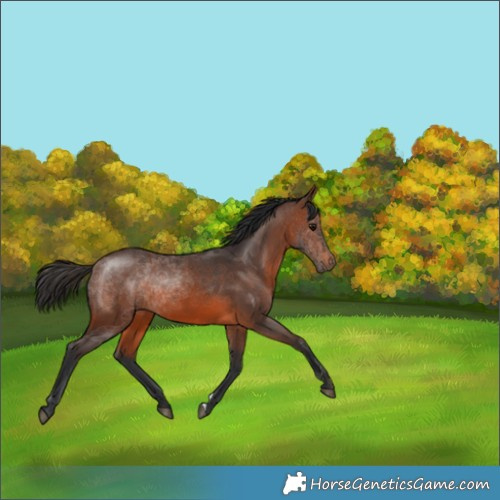 Horse Color:Brown 