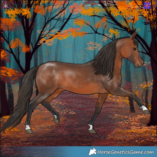 Horse Color:Bay 