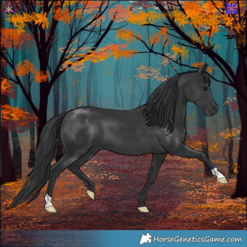 Horse Color:Black 