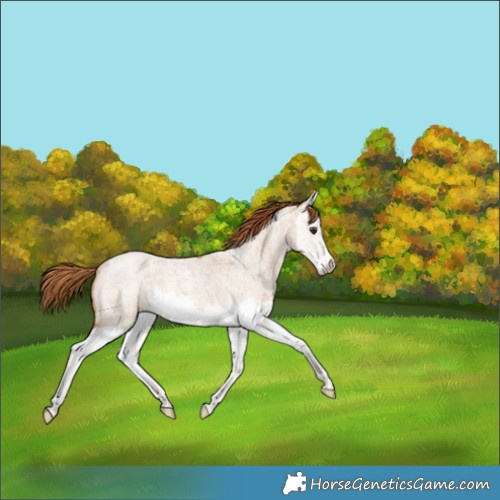 Horse Color:Red Dun Roan Splash 