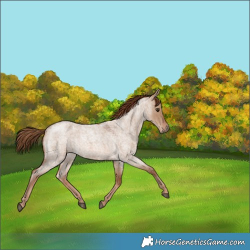 Horse Color:Red Dun Roan 