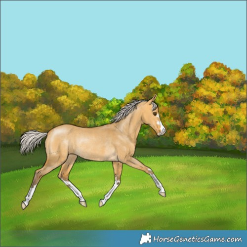 Horse Color:Silver Buckskin Dun Rabicano 