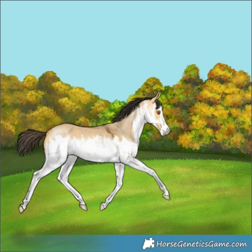 Horse Color:White Spotted Buckskin Dun 
