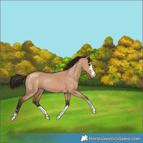 Horse Color:Bay Dun 